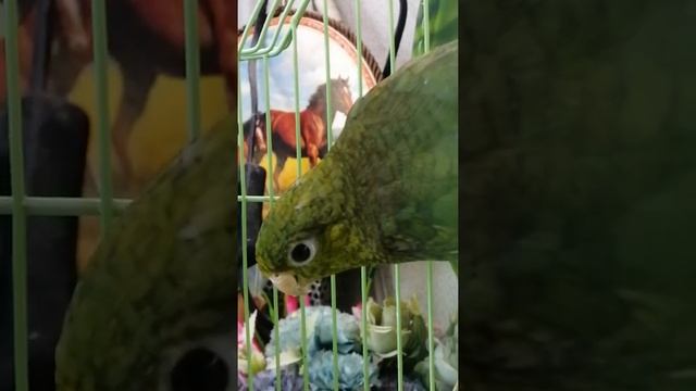 Толстоклювый попугай Екатерины Катаринка смотреть онлайн