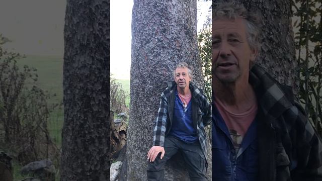 Matai Tree смотреть онлайн