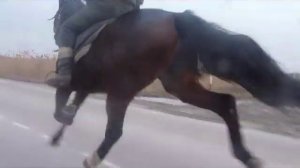 ПРОДАЮ ЛОШАДЬ РЫСАК