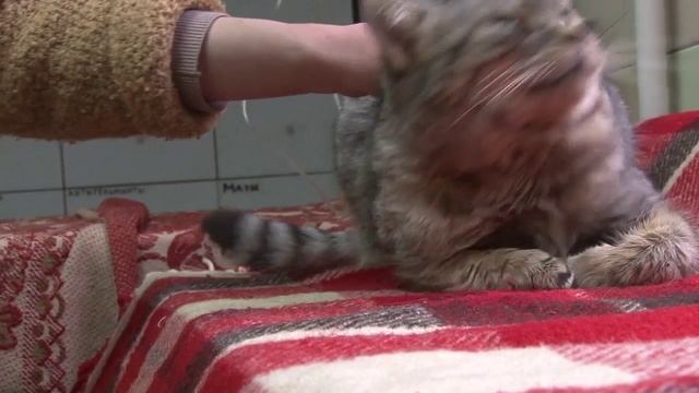 Утренний эфир / Приют для бездомных животных: активный кот Бакс ищет дом смотреть онлайн