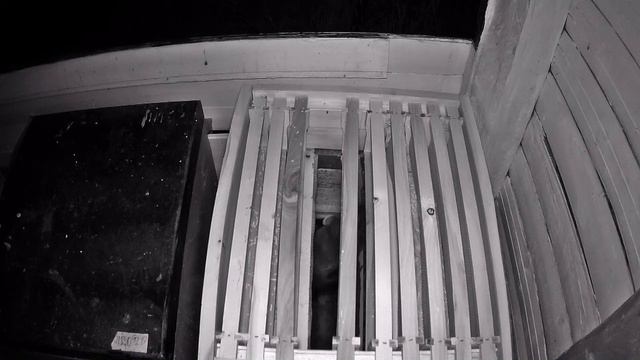 Was macht der Marder im Bienenhaus ?/Что делает куница на пасеке? смотреть онлайн
