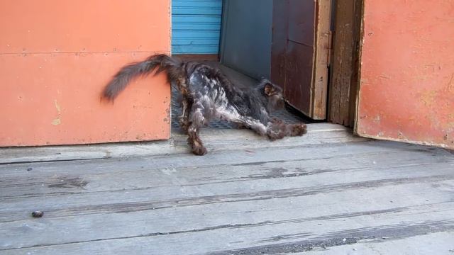 Кот Фараон смотреть онлайн