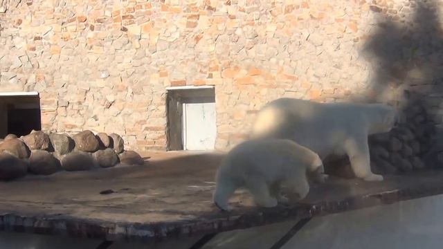 Uslada and Lomonosov walk around at the exhibit of Leningrad Zoo, in Saint Petersburg, Russia смотреть онлайн