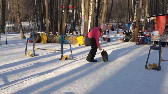 Соревнования по аджилити 15.02.15 г. СПб, Пионерская v15 смотреть онлайн