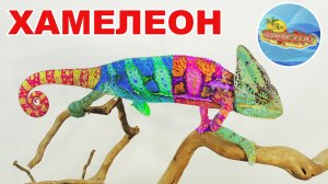 Наш новый питомец йеменский Хамелеон. Интересные факты.