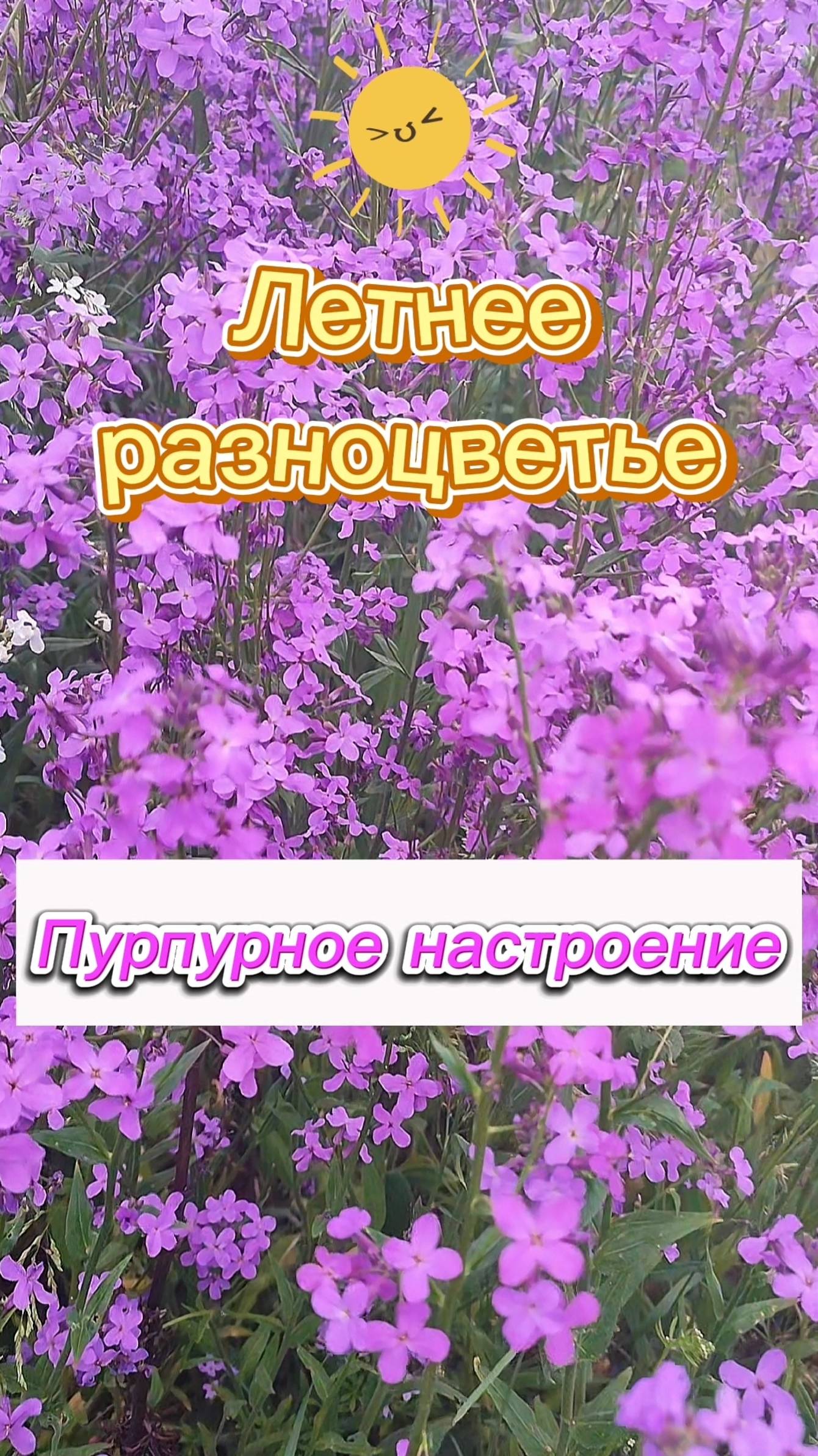 Летнее многоцветье. Пурпурное настроение смотреть онлайн
