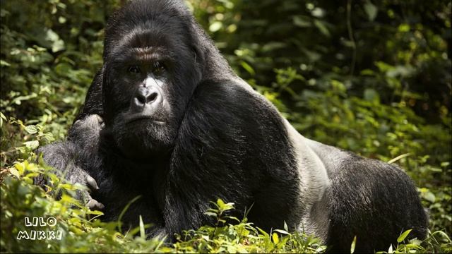 Знакомимся с обезьянами. Какие бывают обезьяны? смотреть онлайн