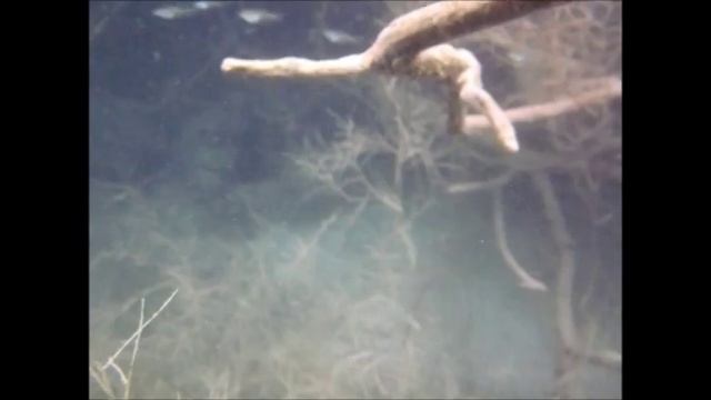 Снорклинг Рыбалка Крит Пляжи Крита Snorkeling Fishing Сrete Goldfish Еxcursions Rethimnon смотреть онлайн