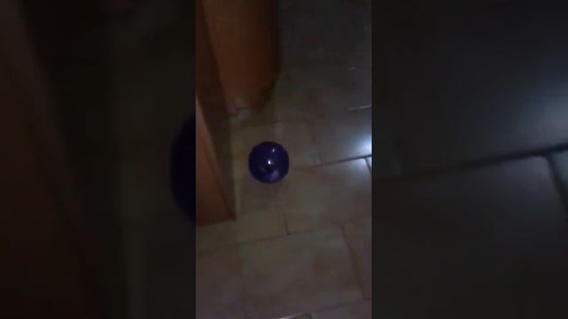 Хомяк Дино бегает в пластиковом шаре смотреть онлайн