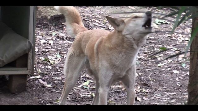 голд кост пляжи киты кенгуру и коалы смотреть онлайн