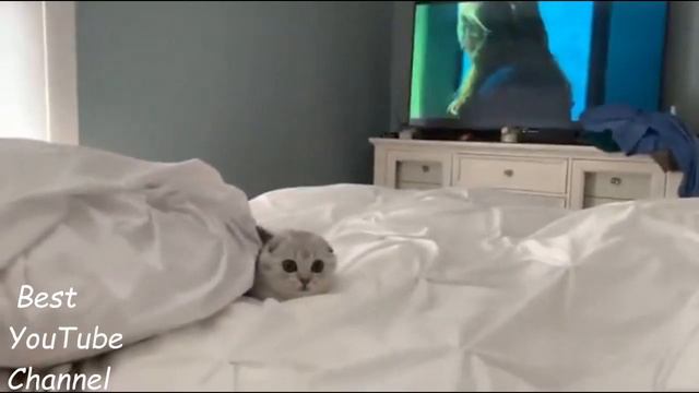 Подборка лучших приколов из инстаграма #15 / Ох уж эти животные / 11 минут смеха до слёз смотреть онлайн