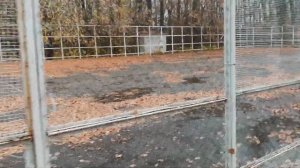 Обзор.База отдыха «Сокол», с.Баскатовка, Марксовский район Саратовской области. 25 октября 2020 г.