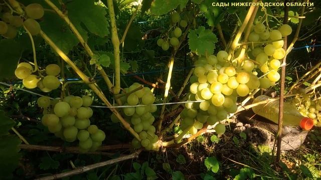 СОРТА ВИНОГРАДА.Виноград Восторг смотреть онлайн