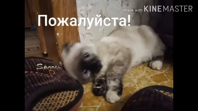 Плачет киска в коридоре... смотреть онлайн