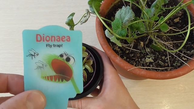 ВЕНЕРИНА МУХОЛОВКА С ALIEXPRESS И НЕ С ALIEXPRESS.КОРМИМ ВЕНЕРИНУ МУХОЛОВКУ. смотреть онлайн