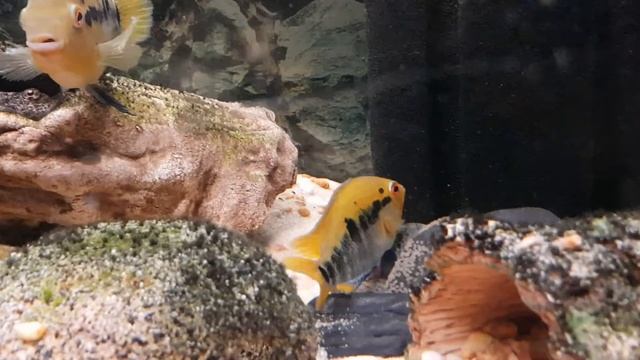Rainbow Cichlids Spawning Herotilapia Multispinosa Breeding смотреть онлайн
