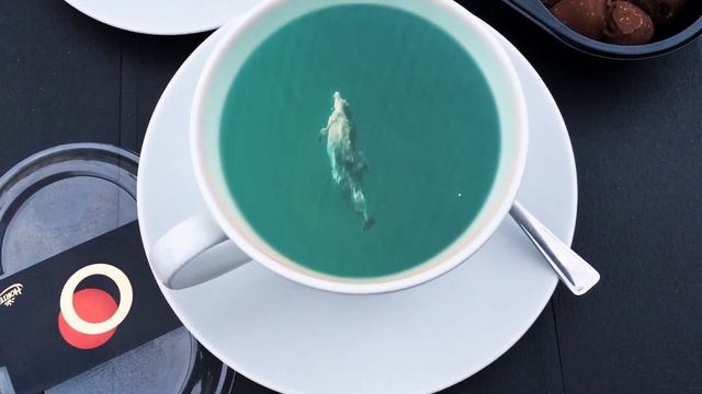 Дельфинчик в чашке.