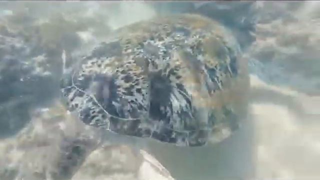 Цветные черепахи в Индийском океане смотреть онлайн