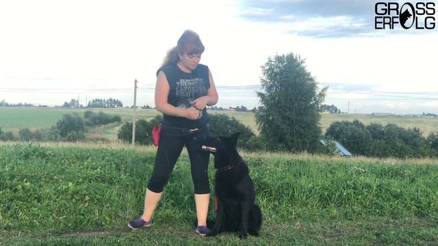 Как научить собаку команде «ко мне»? Совет от заводчика / Занятие #5 смотреть онлайн