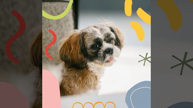 Впечатление (Собаки) смотреть онлайн