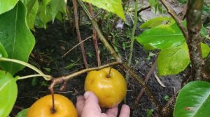 Новинки. Груши азиатские сорта Влад Ли и Миллениум. Обзор сигнального плодоношения. Ознакомление