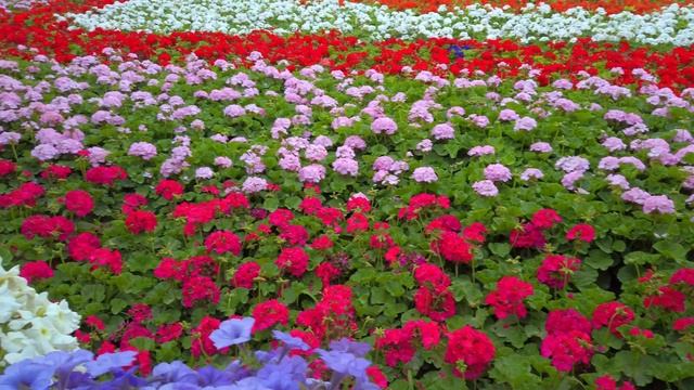 MIRACLE GARDEN - A MUST VISIT TO DUBAI 2019 смотреть онлайн