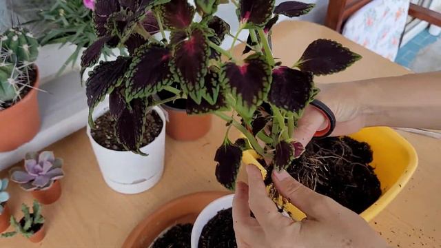 Yaprak Güzeli Coleus Bakımı смотреть онлайн