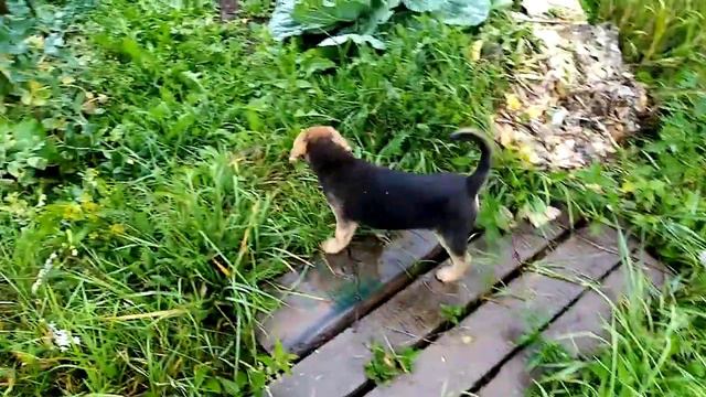 Русская гончая (Бушуй) смотреть онлайн