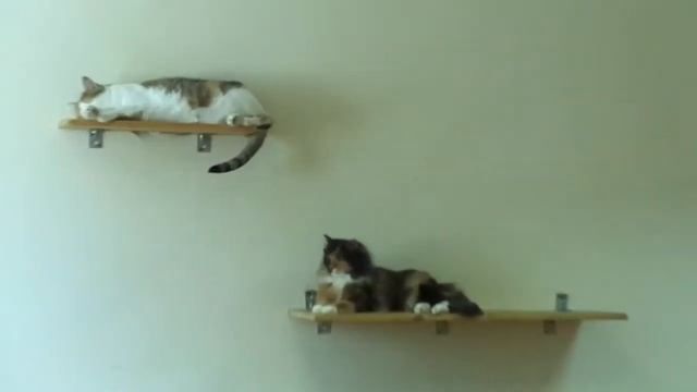 "Дарите добро" социальный ролик в помощь животным. Досмотрите до конца. смотреть онлайн