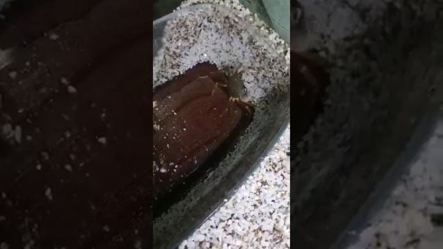 Попытка побега...) смотреть онлайн