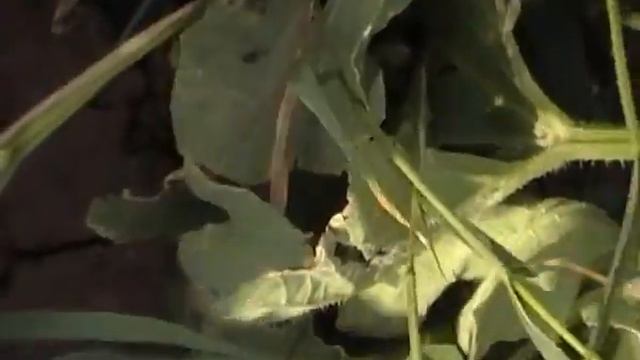 Дыня Оксана F1 - Enza Zaden смотреть онлайн