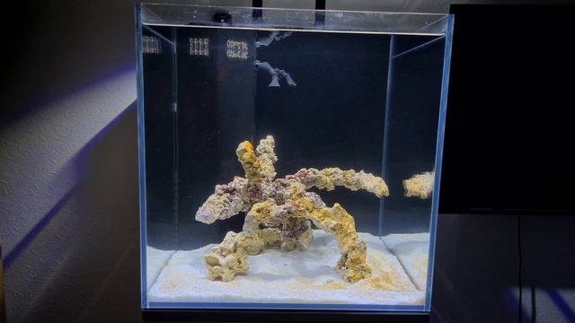 Big Reef Tank Update! Adding Fish! смотреть онлайн