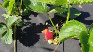 Клубника Сорт Зенга Зенгана Ананасная Клубника