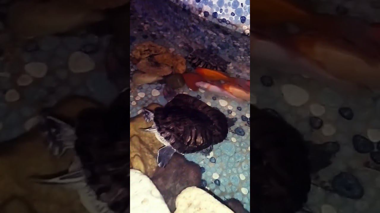 #chill #relax смотреть онлайн