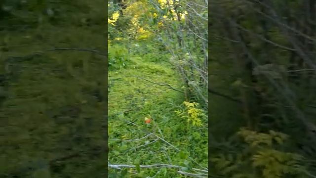 Участок Восток смотреть онлайн