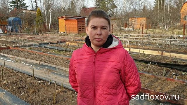 Пионы весной. Посадка, подкормка и уход за пионами весной смотреть онлайн