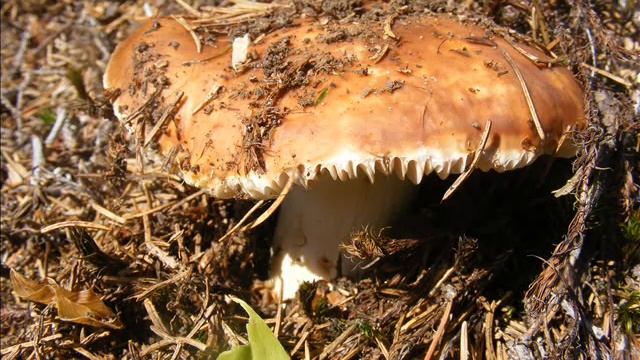 Russula mustelina смотреть онлайн