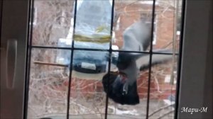 Голубь атакует кормушку для синиц ... Первый Снегирь за моим окном... (2020 г.)