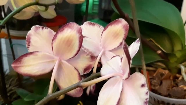 Как добиться обильного цветения орхидеи в домашних условиях.