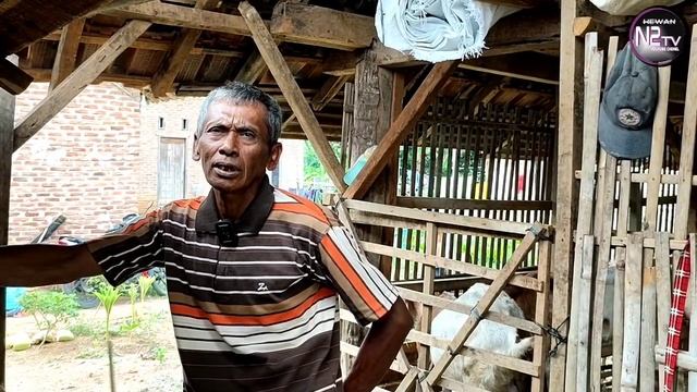 Lihat Kambing Di Sini Jadi Pengen Cepet Ternak Kambing смотреть онлайн