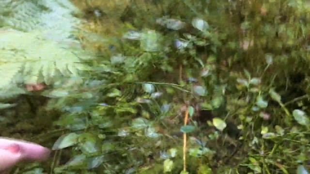 Черника 2017, поход в лес, где и как растёт черника???Russian forest смотреть онлайн