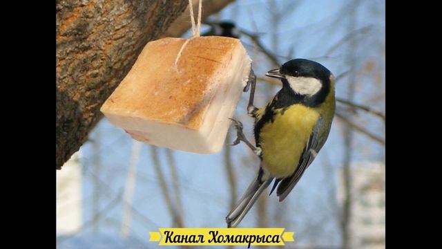 Кормушка для птиц своими руками Идеи кормушек для птиц Как сделать кормушку для птиц своими руками смотреть онлайн