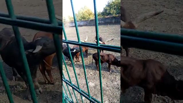 Сафари, быки Ватуси. Био парк, Одесса смотреть онлайн