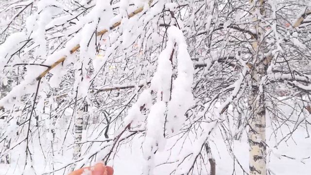 Зима в самом прекрасном ее проявлении! #зима #Барнаул смотреть онлайн