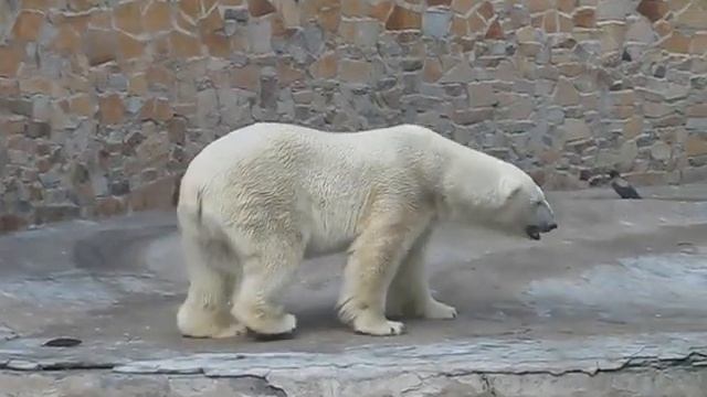 Медведь, застрявший в петле времени480 смотреть онлайн