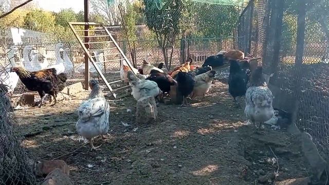 Глаз положила на троих?Царство гусиное???Петухи один лучше другого??