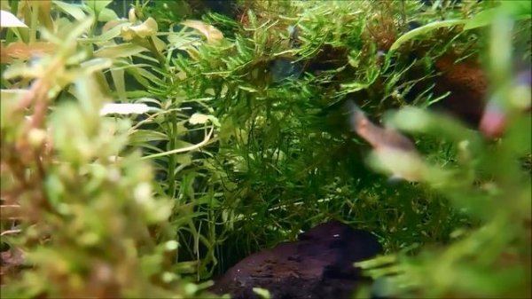 Danio erythromicron (Microrasbora erythromicron)