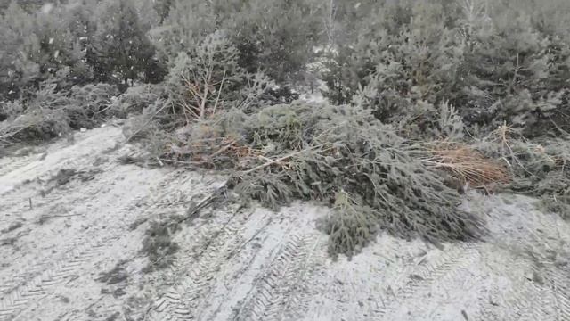 Раскорчевка полей от деревьев, кустарников, пней смотреть онлайн