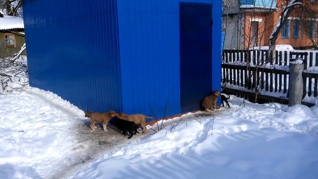 Щенки в добрые руки смотреть онлайн