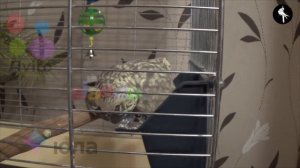 Первое обустройство комнаты для попугая Кореллы